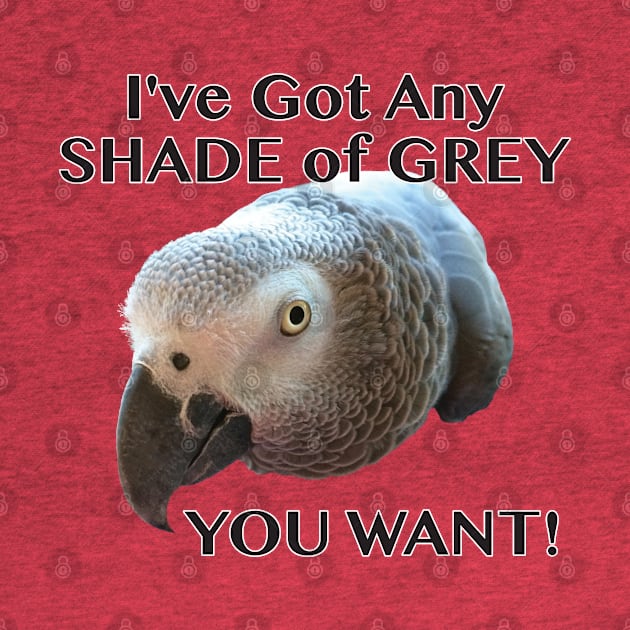 Any Shade of Grey - African Grey Parrot by Einstein Parrot